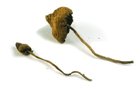 HALLUCINOGENES NATURELS